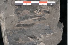 Foto (Detailansicht) von Dictyophyllum obtusilobum Sch. (NHMW-GEO-2024-0188-10504)